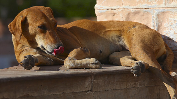 Stray Dog Stray Dog