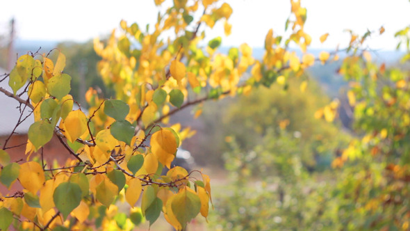 Autumn Leaves 1 Autumn Leaves 1