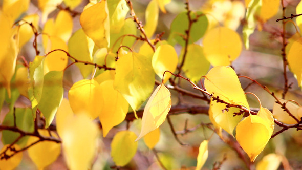 Autumn Leaves 5 Autumn Leaves 5