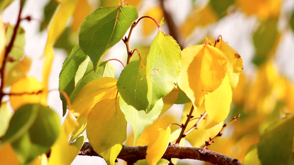 Autumn Leaves 9 Autumn Leaves 9
