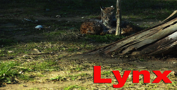 Lynx Lynx