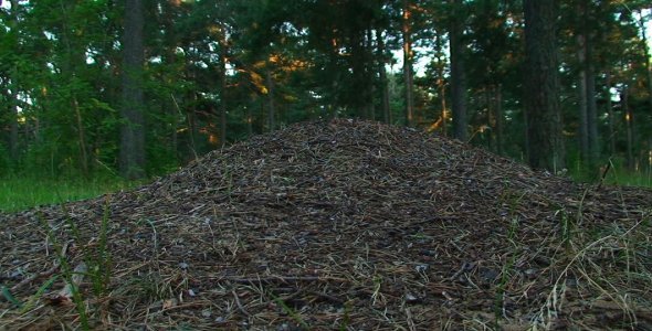 Ant Hill in the Forest Ant Hill in the Forest