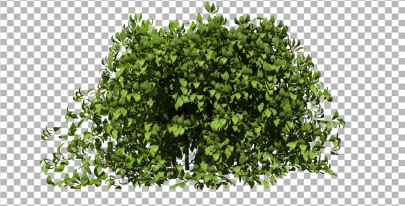 Bush Bush