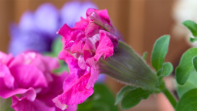 Petunia Timelapse Petunia Timelapse
