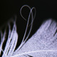 DigitalFeather
