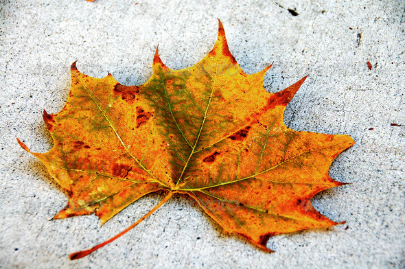Canada Maple Leaf Fall Season
