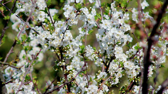 Flowering Tree 7 Flowering Tree 7