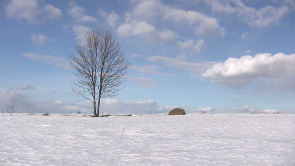 Lonely Bare Tree On Hill Lonely Bare Tree On Hill