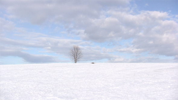 Single Bare Tree On Winter Day 2 Single Bare Tree On Winter Day 2