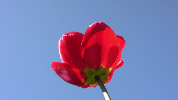 Red Tulip In Spring Sunny Day Red Tulip In Spring Sunny Day