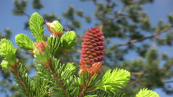 Pink Pinecone Pink Pinecone