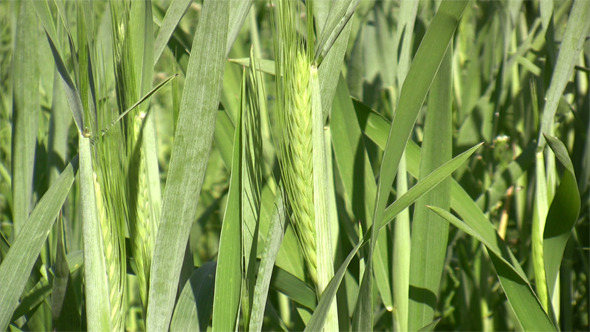 Green Wheat Field Green Wheat Field