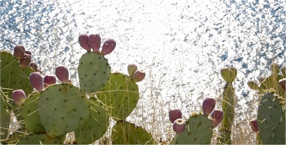 Cactuses Cactuses