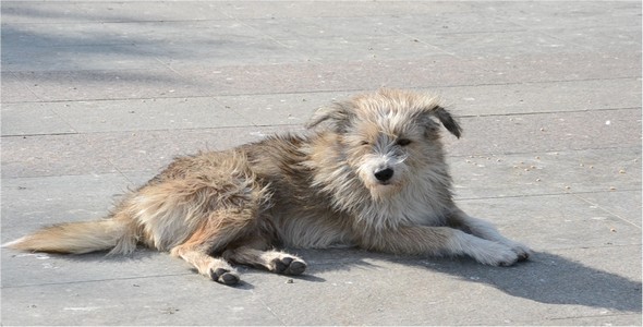 Dog Dog