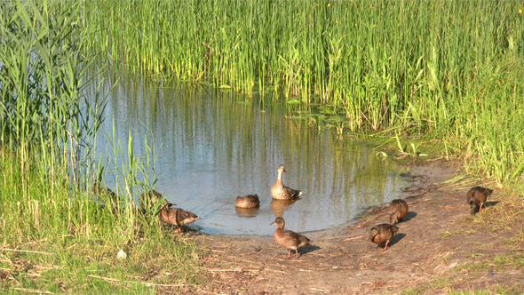 Duck Family Duck Family