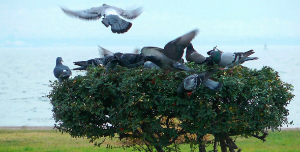 Pigeons on a Tree Pigeons on a Tree