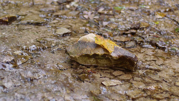 Maple Leave On Water Spring Maple Leave On Water Spring