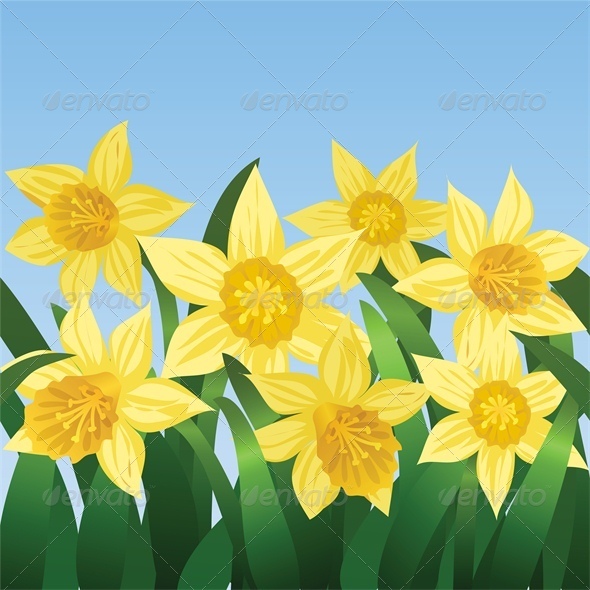 Blue Sky and Blooming Daffodils Blue Sky and Blooming Daffodils