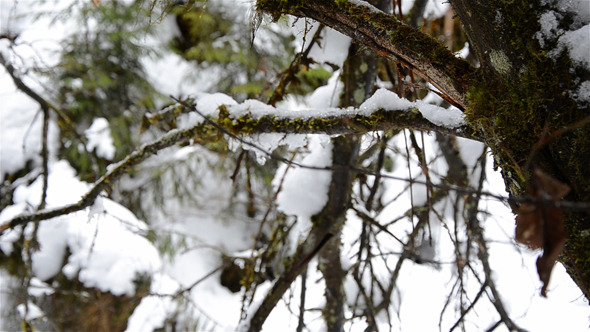 Snowy Tree Branches 1 Snowy Tree Branches 1