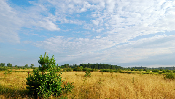 Summer Landscape Summer Landscape