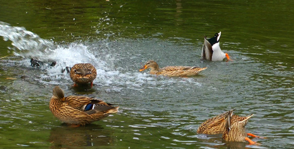 Ducks Ducks