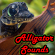AlligatorSounds
