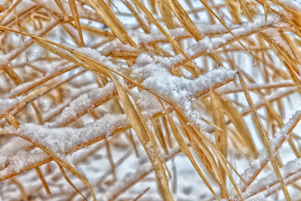 Dormant Wild Grass Under Weight of Winter Snow