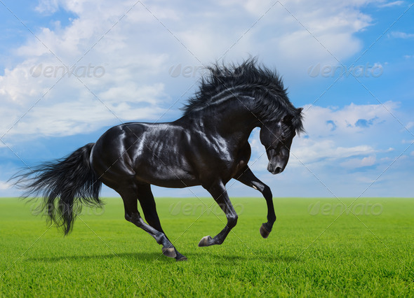 Black Horse Gallops on green field