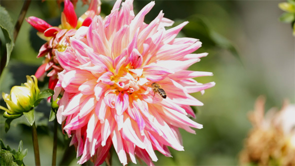 Red Dahlia and Bee Red Dahlia and Bee
