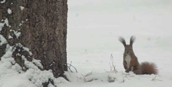 Squirrel Looking For Food In Snow And Jumping Squirrel Looking For Food In Snow And Jumping