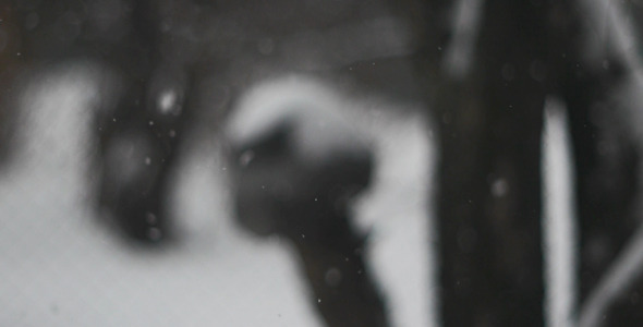 The Snow Falls 4 The Snow Falls 4