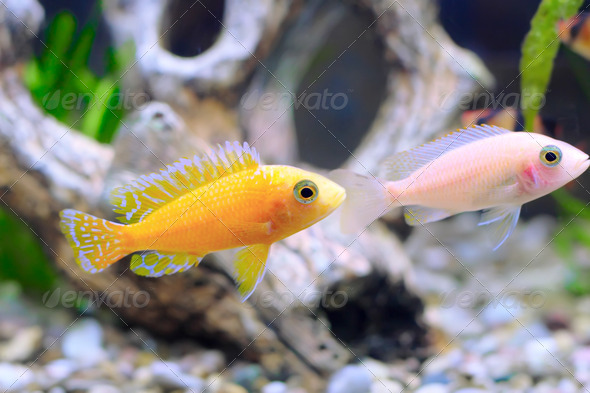 Aquarium Fish dwarf Cichlid-Aulonocara.