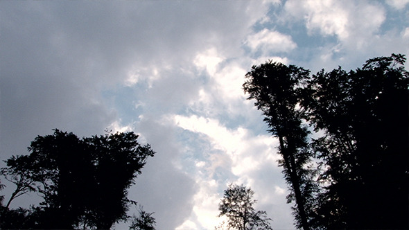 Clouds Over Tall Trees Clouds Over Tall Trees