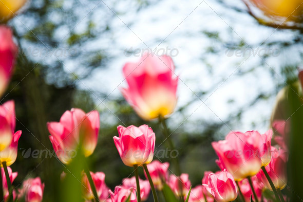 Mixed tulips (Misc) Photo Download