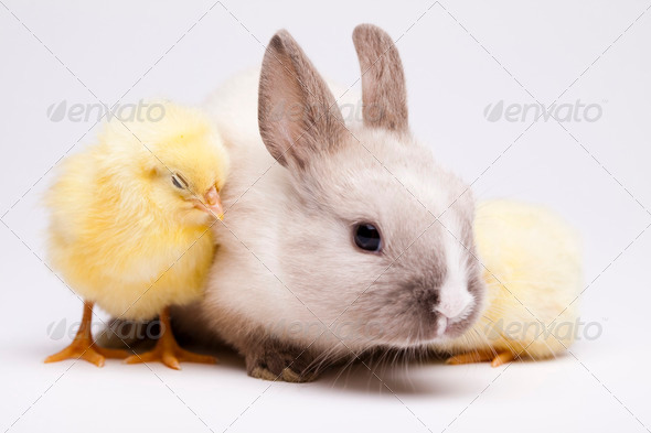 Happy easter, Baby bunny (Misc) Photo Download