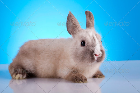 Happy easter, Baby bunny (Misc) Photo Download