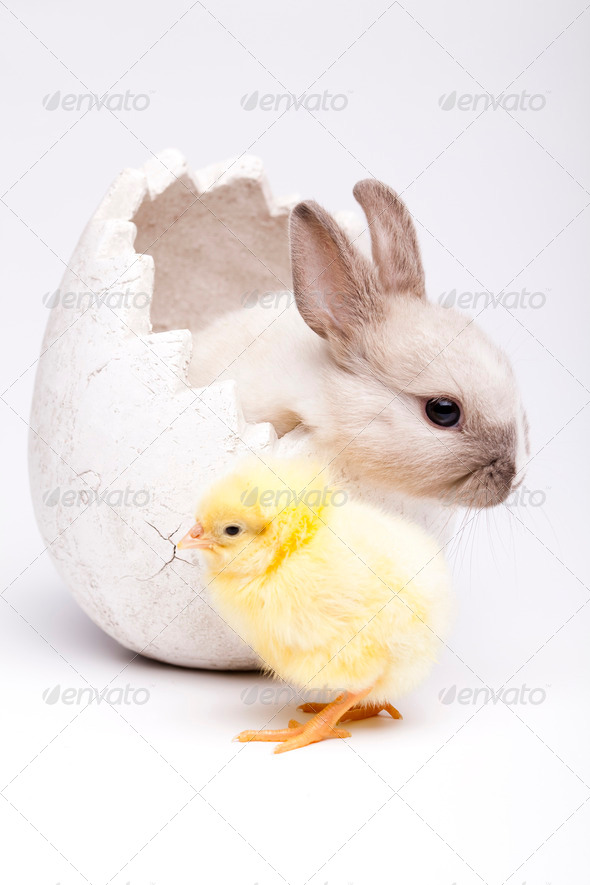 Chick in bunny (Misc) Photo Download