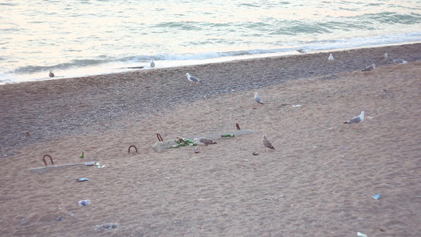 Gulls On Beach 1 Gulls On Beach 1