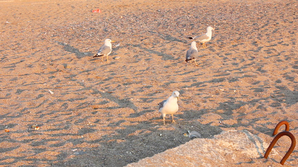 Gulls On Beach 5 Gulls On Beach 5