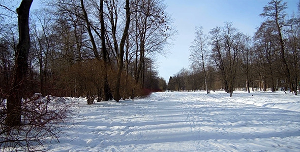 Walk In The Winter Wood Walk In The Winter Wood