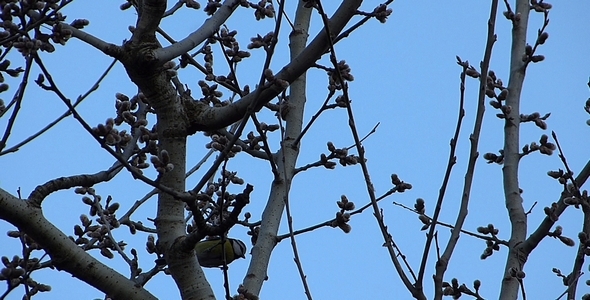 Blue Tit Blue Tit