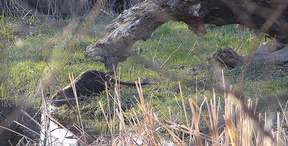 Nutria 3 Nutria 3