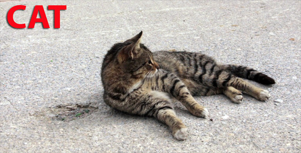 Cat Cat