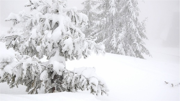 Tree Covered With Snow Tree Covered With Snow