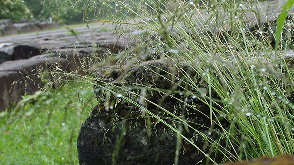 Herbage Water Drops Herbage Water Drops