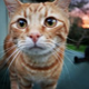 ashcat