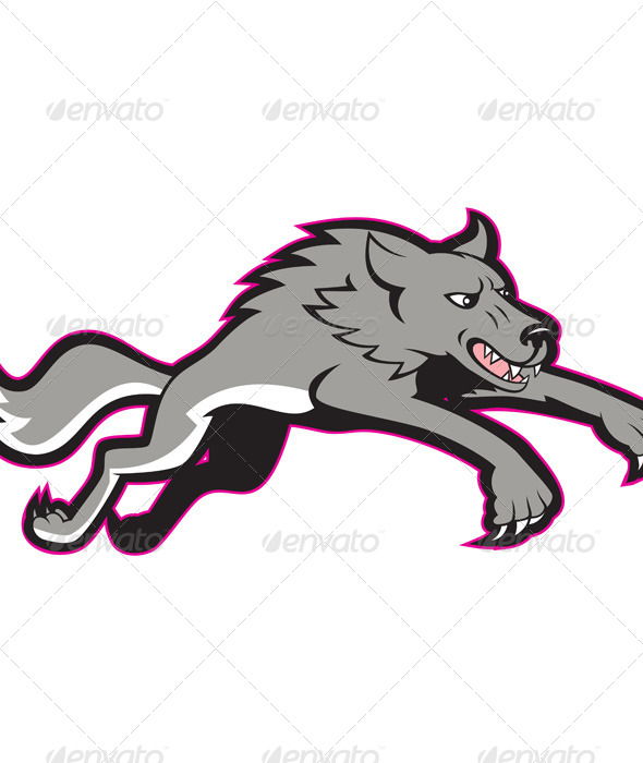 Gray Wolf Jumping Attacking Gray Wolf Jumping Attacking