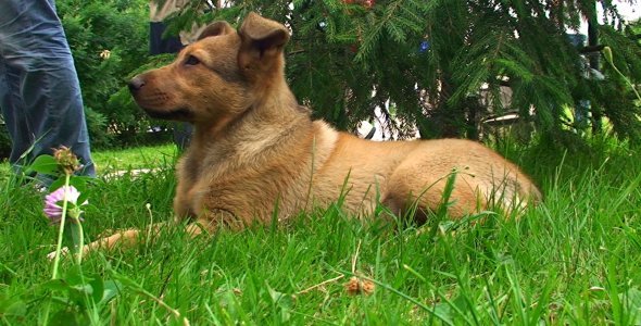 Puppy Lying on Grass in the Park Puppy Lying on Grass in the Park