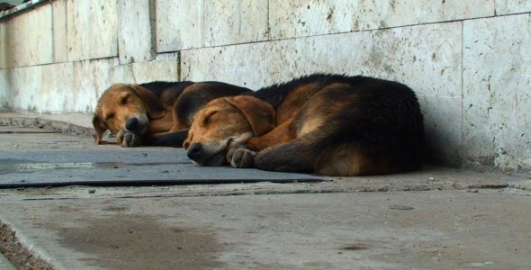 Two Dogs Sleeping Outdoors 02 Two Dogs Sleeping Outdoors 02