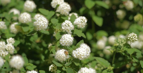 Bees on White Buds Bees on White Buds